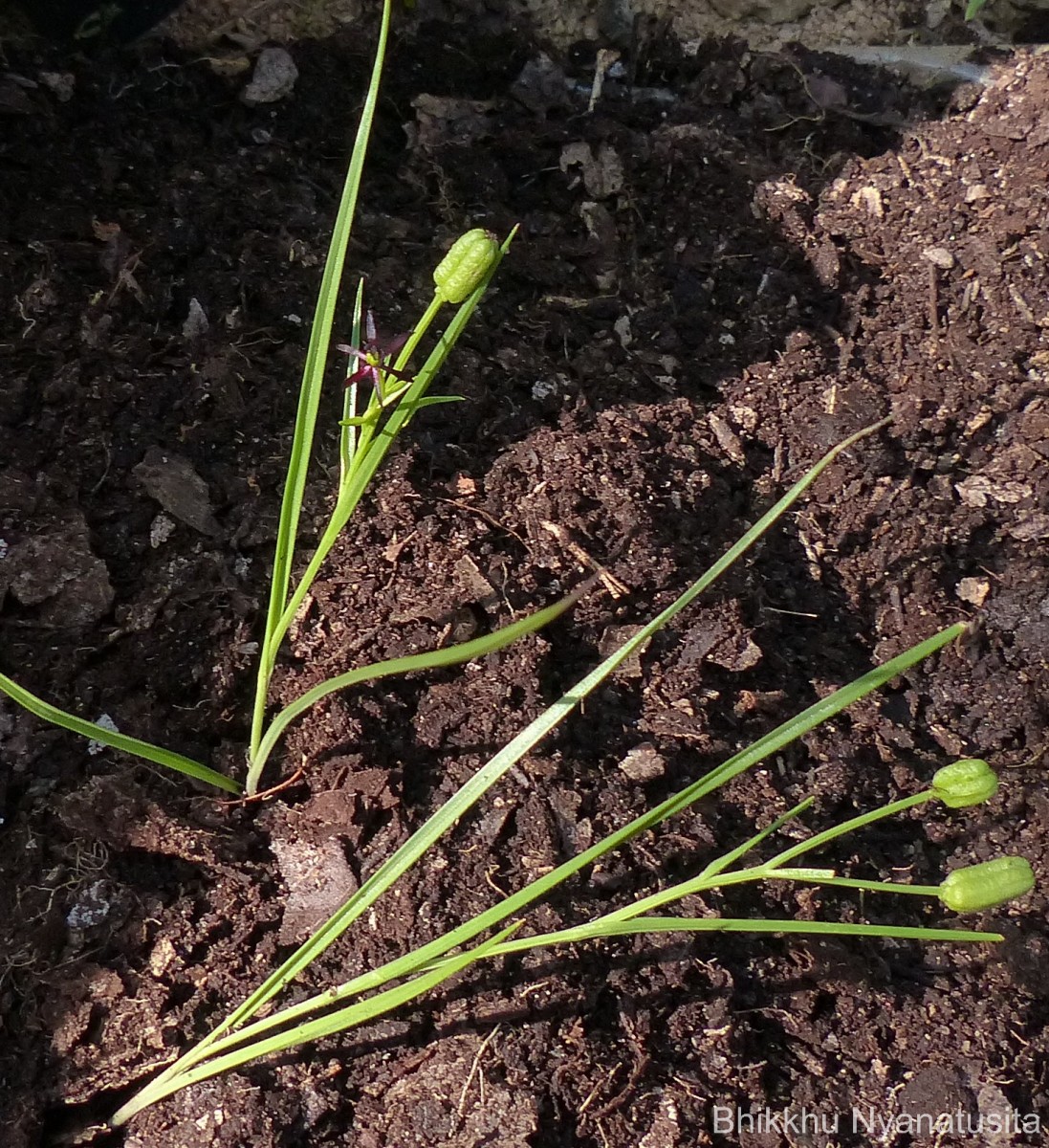 Iphigenia indica (L.) A.Gray ex Kunth